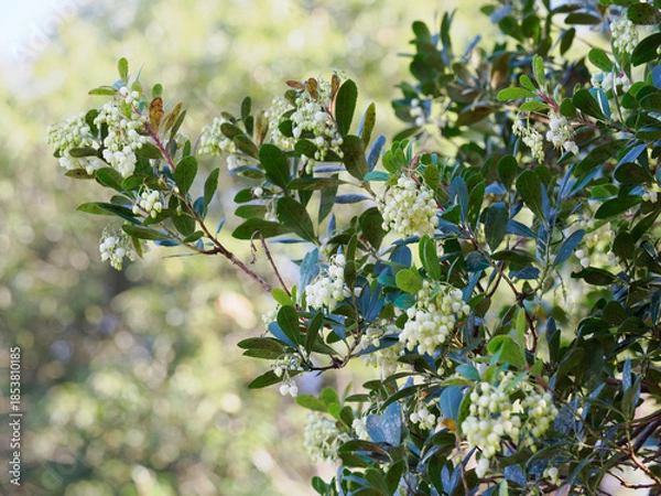 Obraz 小さな白い鐘形の花を咲かせるイチゴノキ
