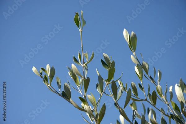 Obraz オリーブ・コロネイキ