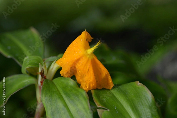 Obraz ベニバナフクジンソウ