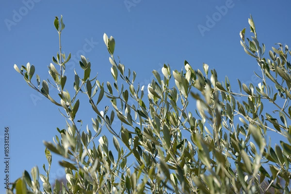 Obraz オリーブ・コロネイキ