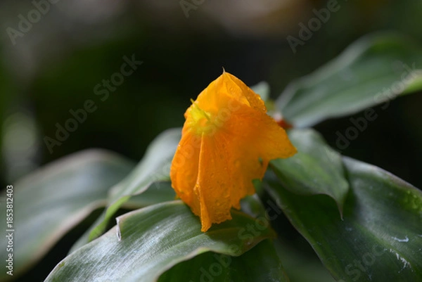 Obraz ベニバナフクジンソウ