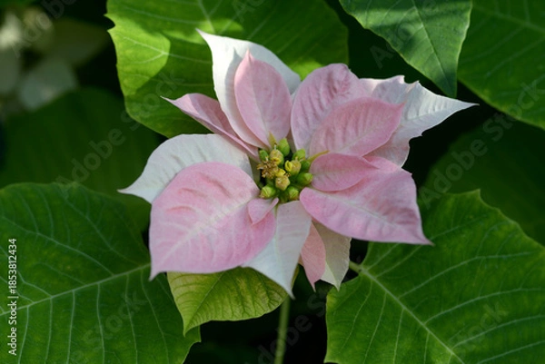 Obraz ピンクのポインセチア