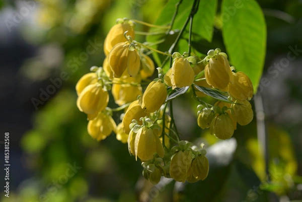 Obraz ヨツバセンナ