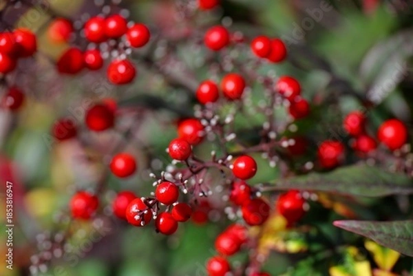 Fototapeta 赤い南天の実と緑の葉