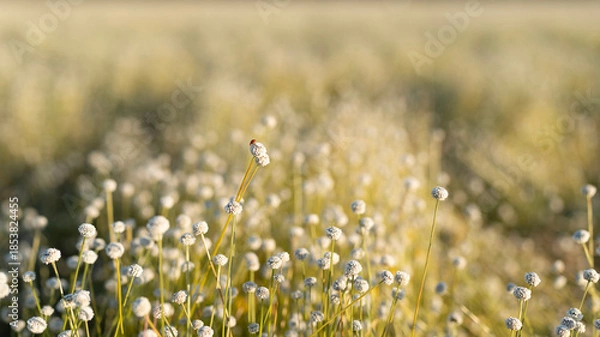 Obraz Eriocaulon henryanum flower field under sunlight