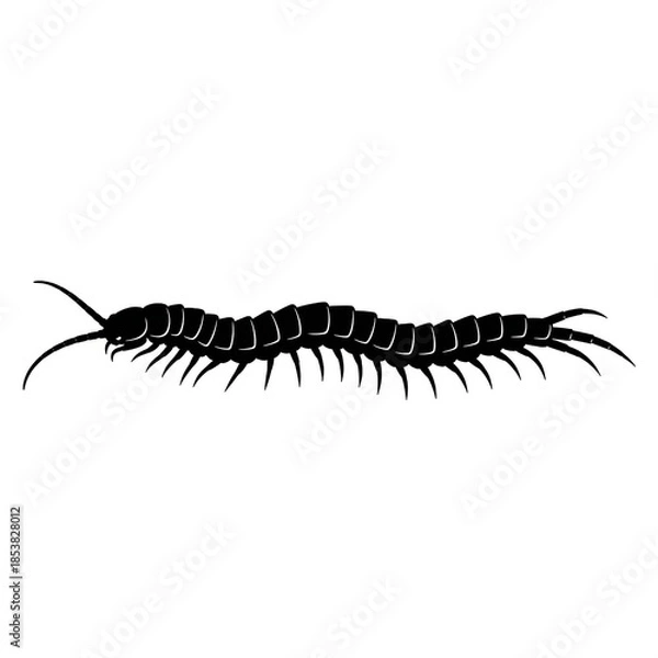 Obraz caterpillar on a white background macro