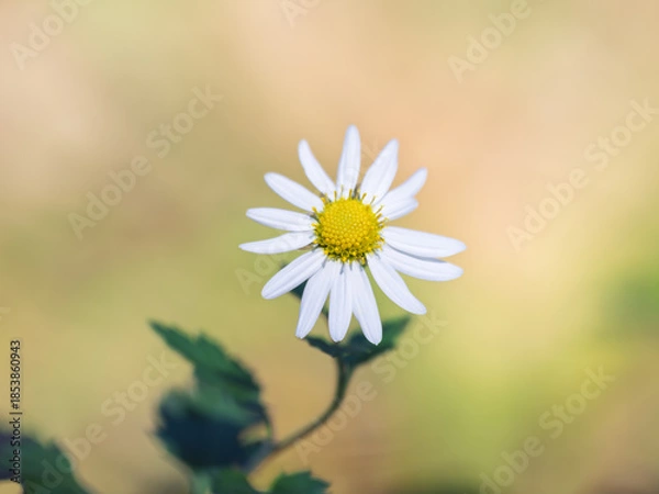 Obraz 素朴な野菊＿サンインギク