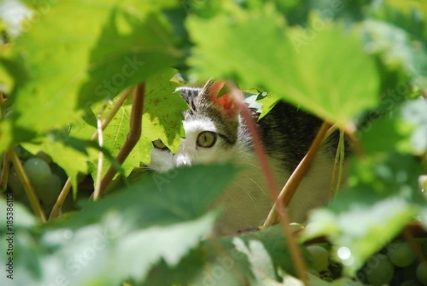 Obraz Katze im Weinstock