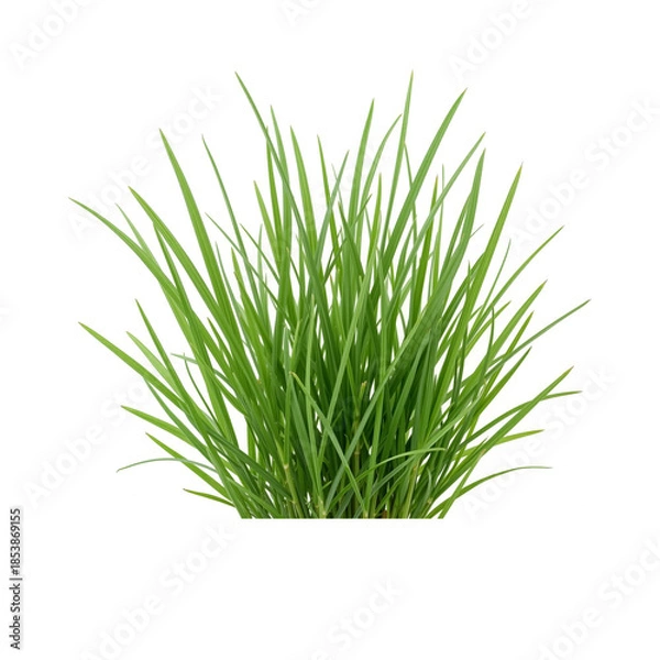 Obraz Green grass tuft isolated on white background