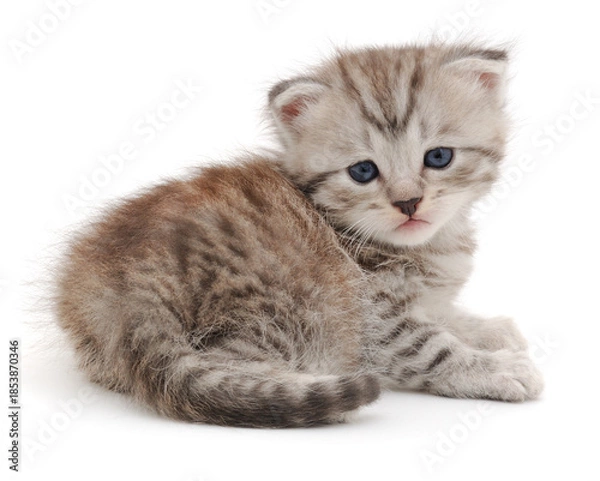 Obraz Cute grey tabby kitten lying isolated on white