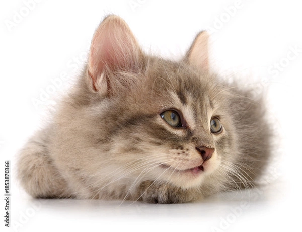 Obraz Fluffy grey kitten lying down isolated on white