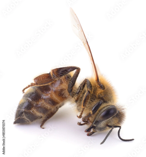 Obraz Honey bee lying on its back isolated on white background