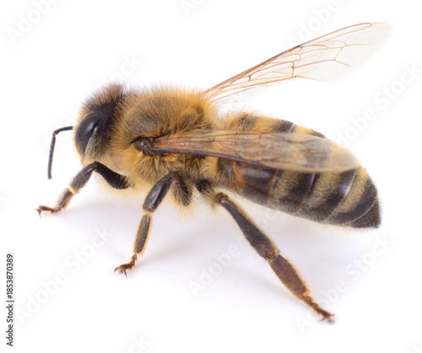 Obraz Honey bee isolated on white background