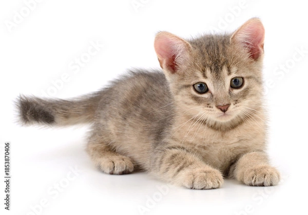 Obraz Small grey kitten lying isolated on white background