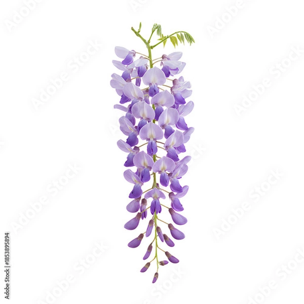 Obraz リアルな紫の藤の花