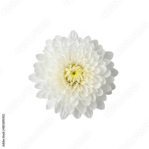 Obraz 白い菊の花（上から見た図）