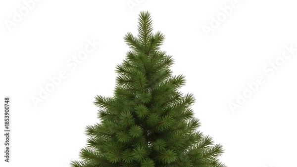 Obraz 静かな背景に明るい光の中の緑豊かな常緑樹の梢