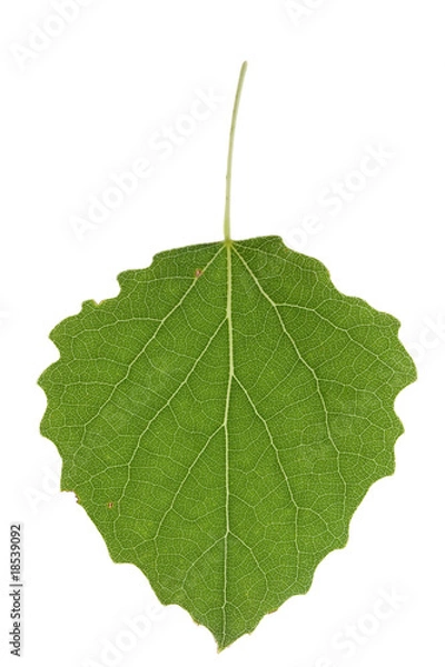 Obraz Aspen leaf