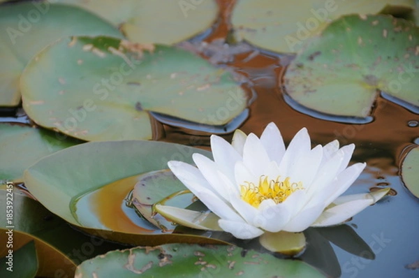 Obraz seerose blatt teich blüte