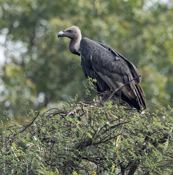 Obraz White Rumped Vulture 