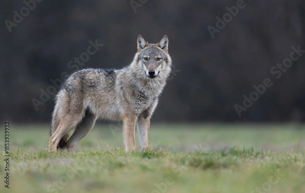 Obraz Grey wolf ( Canis lupus ) close up