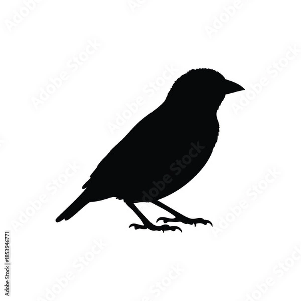 Obraz Weaver bird silhoutte vector flat illustration design.