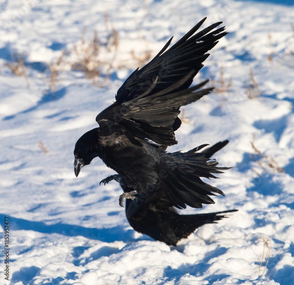 Obraz Two common ravens in the snow