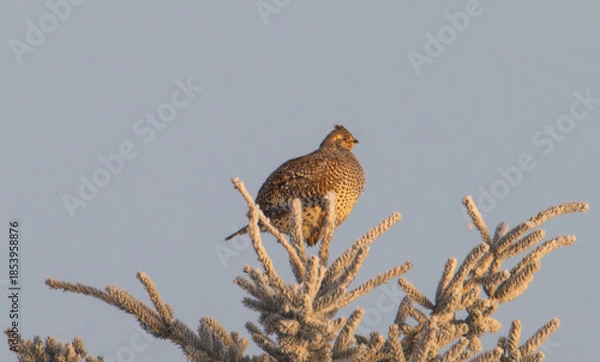 Obraz Sharp tailed grouse in a tree