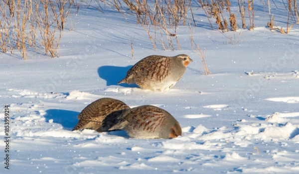 Obraz Gray partridges in the snow