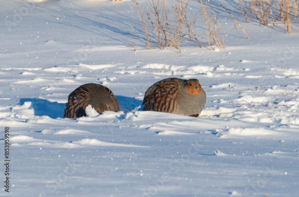 Obraz Gray partridges in the snow