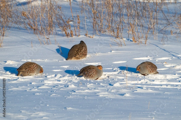 Obraz Gray partridges in the snow