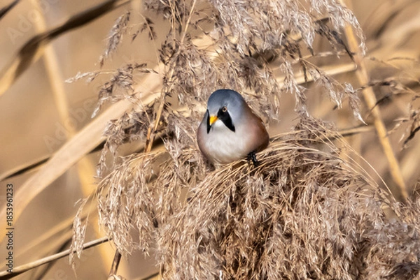 Obraz Basettino ( Panurus biarmicus )