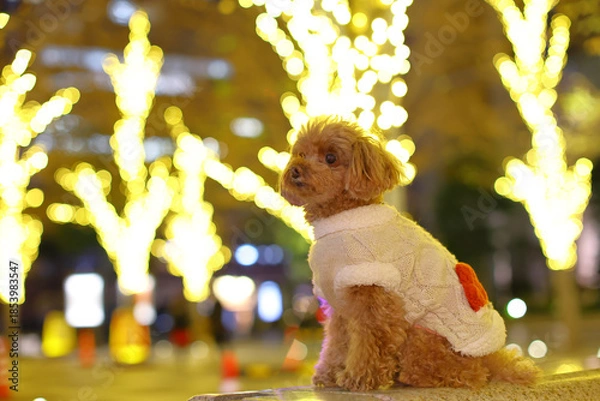 Obraz イルミネーションされた公園を散歩するトイ・プードル