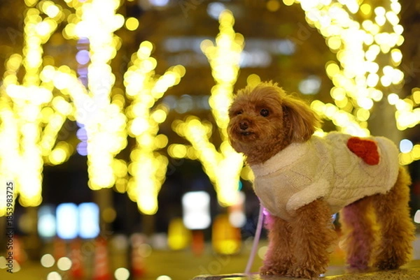 Obraz イルミネーションされた公園を散歩するトイ・プードル