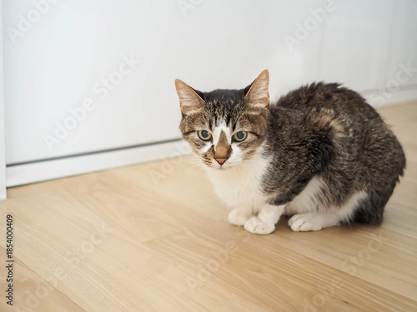 Obraz キッチンの床の上の猫