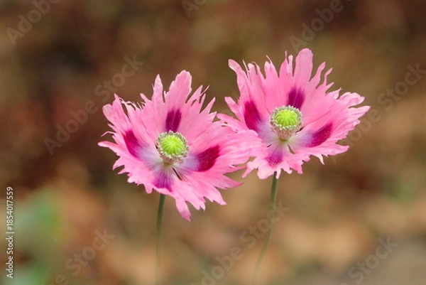 Obraz Fleur de Pink Fizz