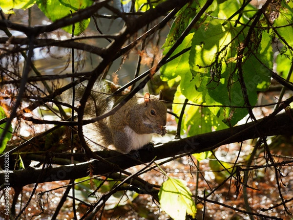 Obraz Autumn at Parco Sempione, Milan: a squirrel