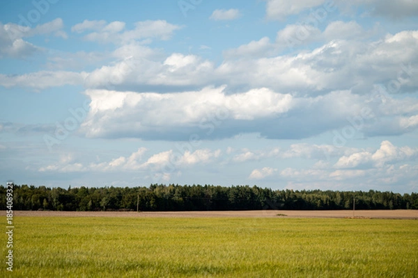 Obraz Mowed golden field with dry grass under a bright blue summer sky and forest line on the distant horizon