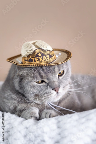 Obraz Scottish Fold cat wearing a hat