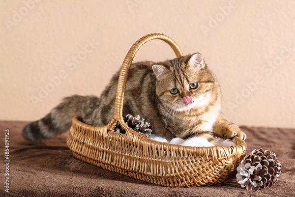Obraz  Scottish kitten in a basket