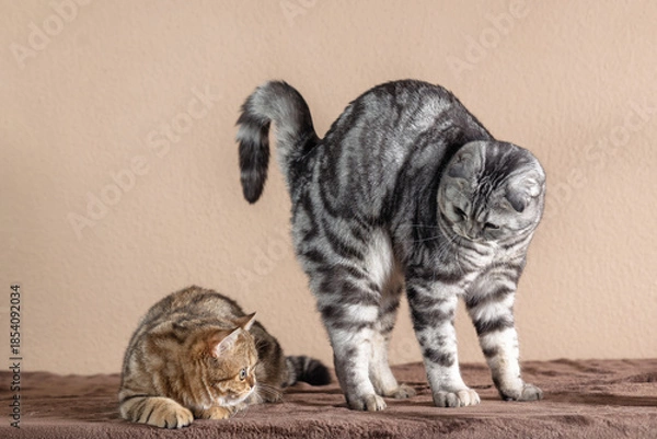 Obraz  Scottish Fold cats with marble coloring