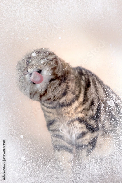 Obraz  Scottish Fold cat in a snowy window