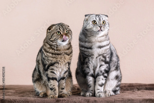 Obraz Scottish Fold cat, marble color