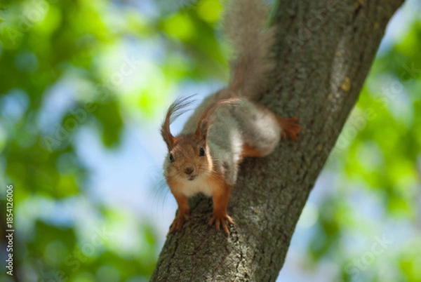 Obraz squirrel on tree