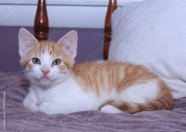 Obraz CUTE ORANGE TABBY KITTEN