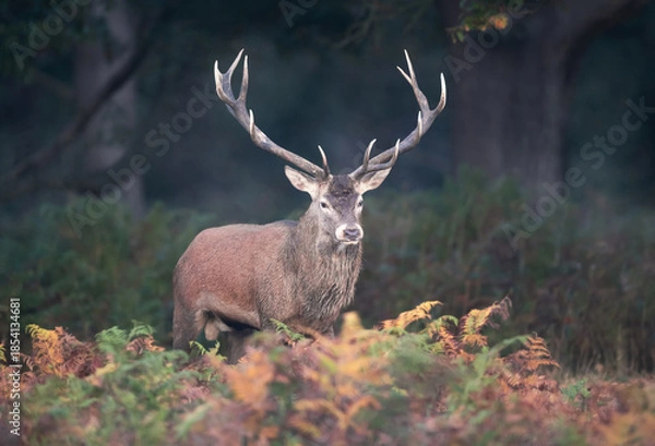 Fototapeta Red deer stag standing in green ferns in autumn