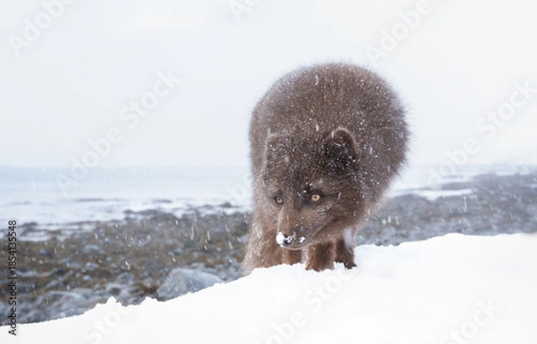Fototapeta Blue morph Arctic fox standing in a snowy winter landscape