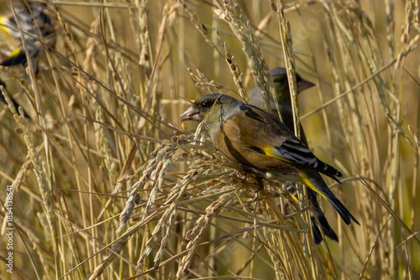 Obraz 米を食べているカワラヒワの群れ