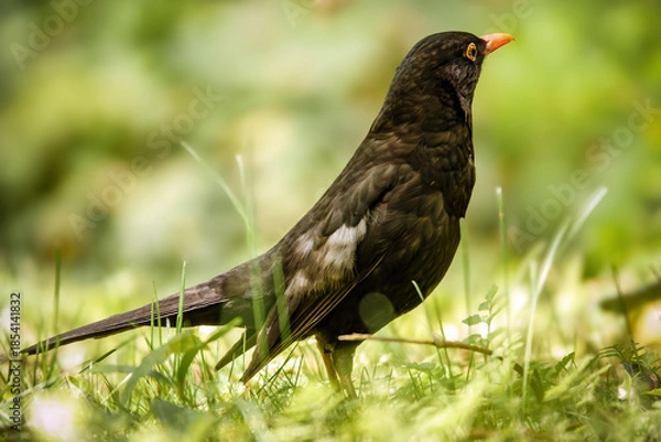 Obraz Amsel auf der Wiese