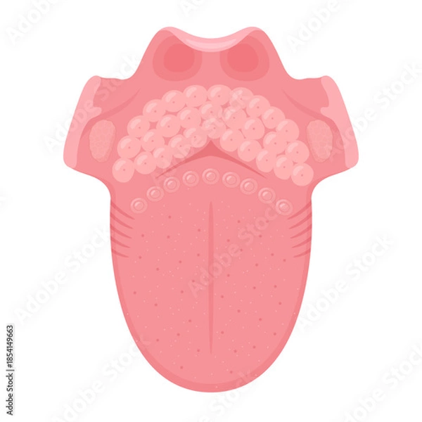 Fototapeta 上から見た舌の構造のイラスト_舌体から喉頭蓋まで
